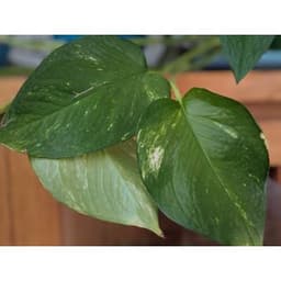 Variegated Pothos, 2 Fresh Cuttings